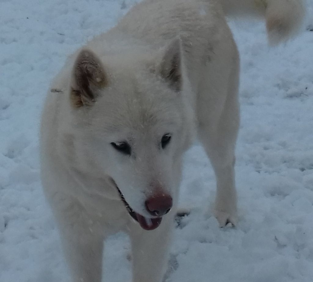 Jaska de la légende du loup blanc