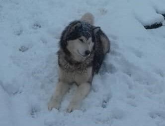 Inawak de la légende du loup blanc