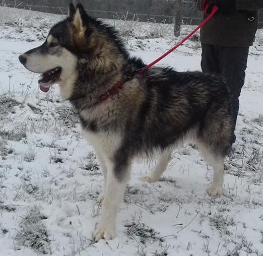 Paddy de la légende du loup blanc