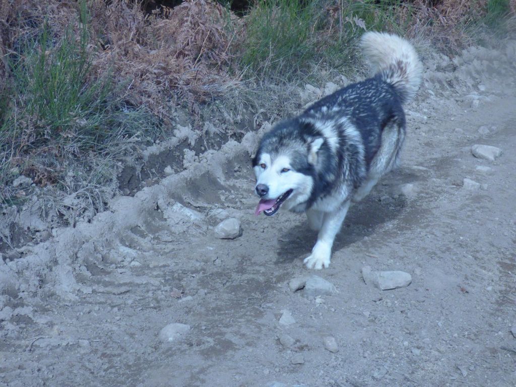 Inawak de la légende du loup blanc