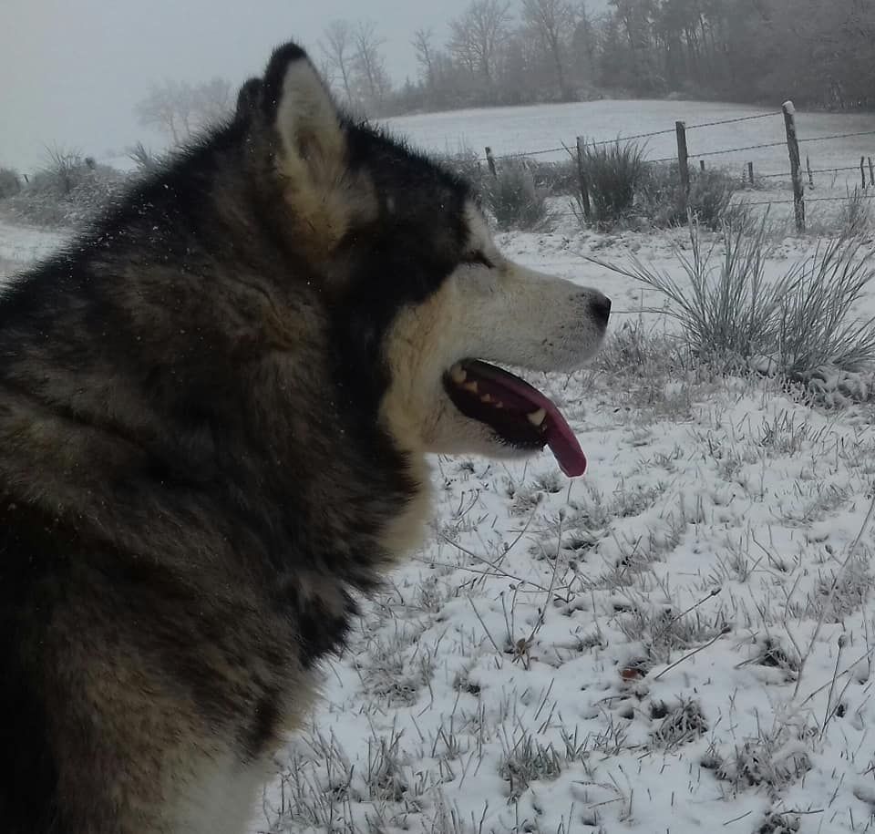 Inawak de la légende du loup blanc