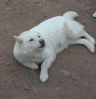 Jaska de la légende du loup blanc