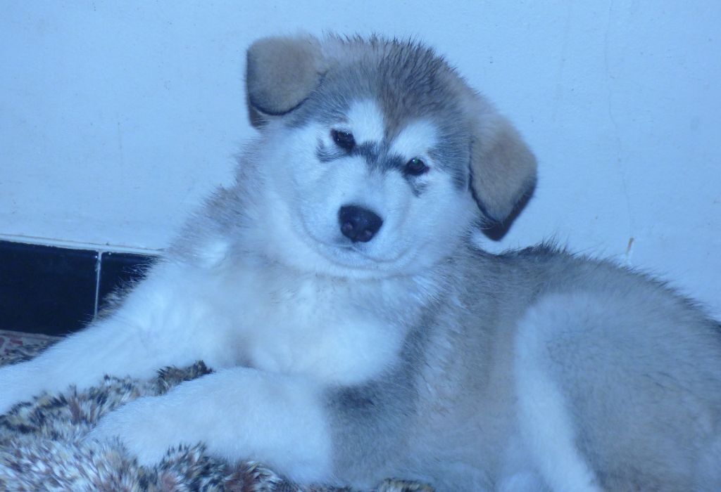 Bright Northern star's Riley